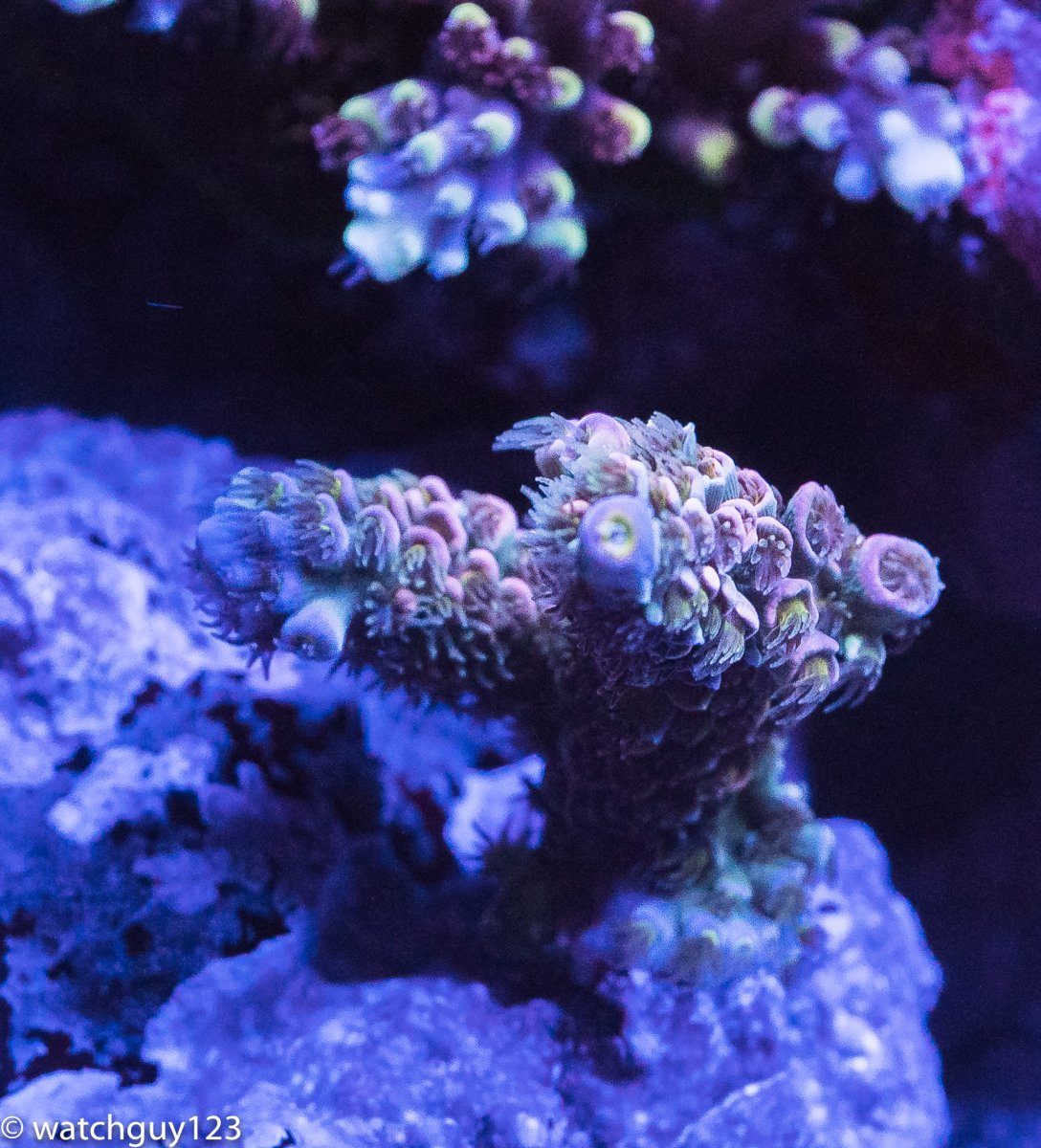 coral-97.jpg