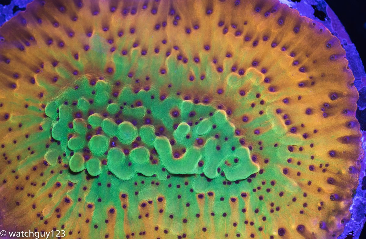 coral-980.jpg