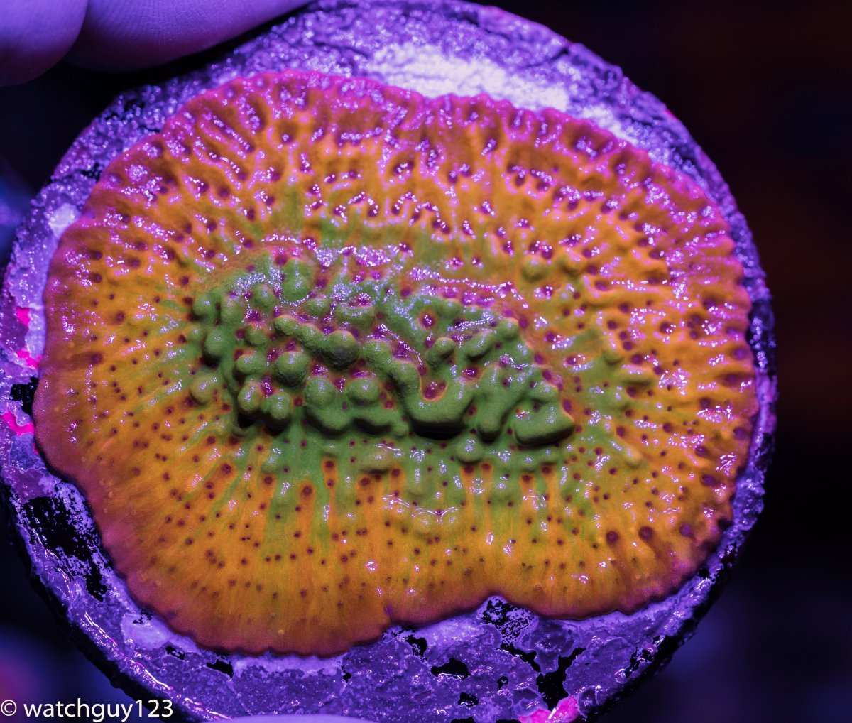 coral-981.jpg