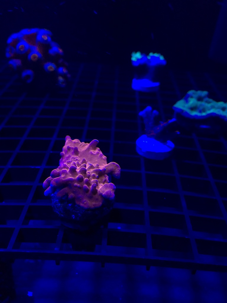 Coral A.jpg