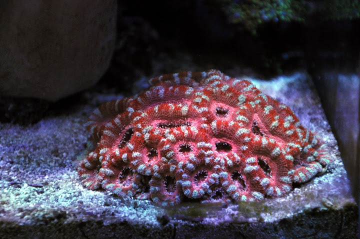 coral acan1.jpg