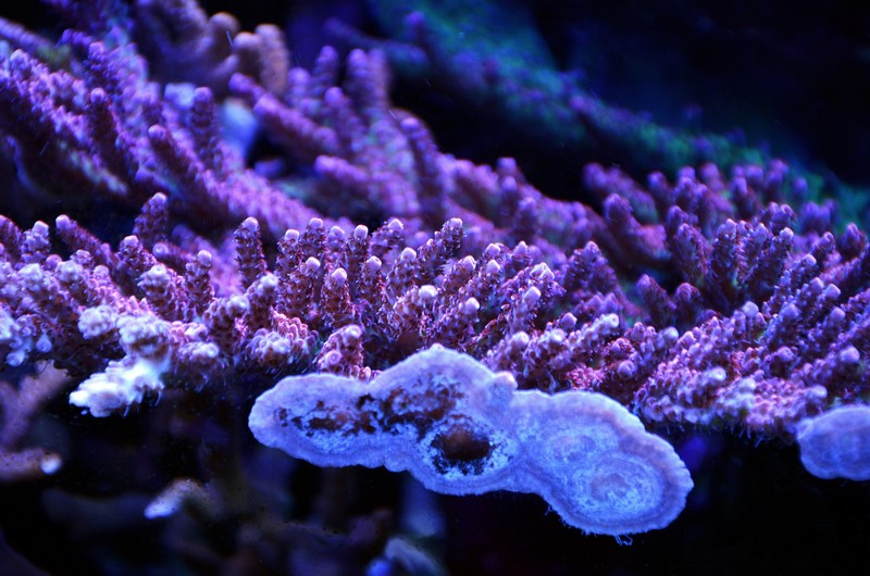 coral acro.jpg