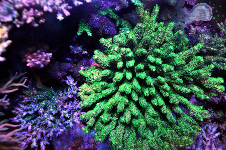 coral acros td.jpg