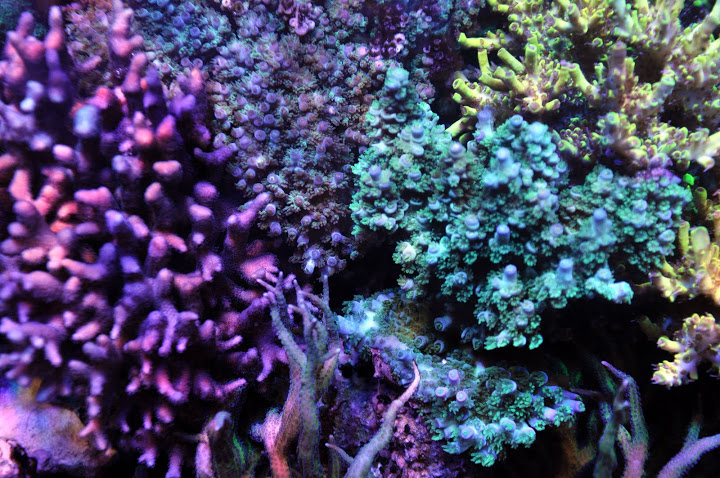 coral acros td3.jpg