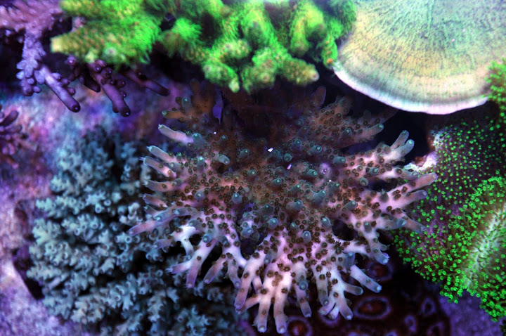 coral acros td5.jpg