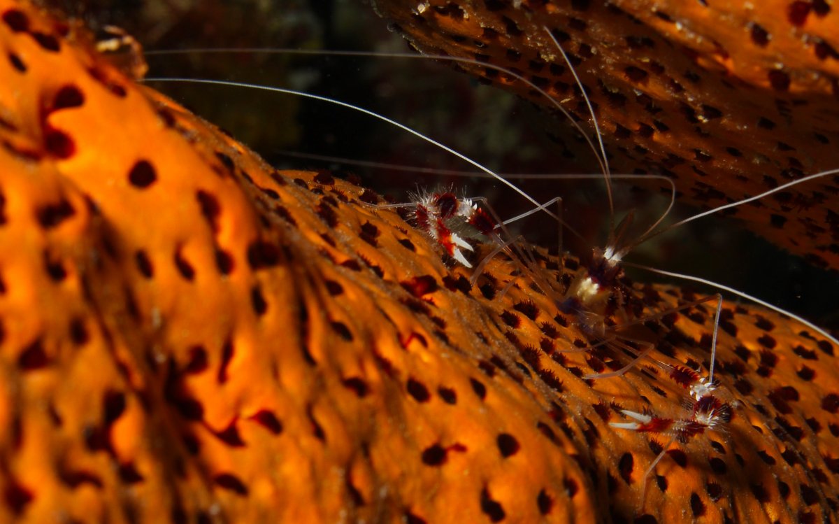 Coral Banded Shrimp.jpg