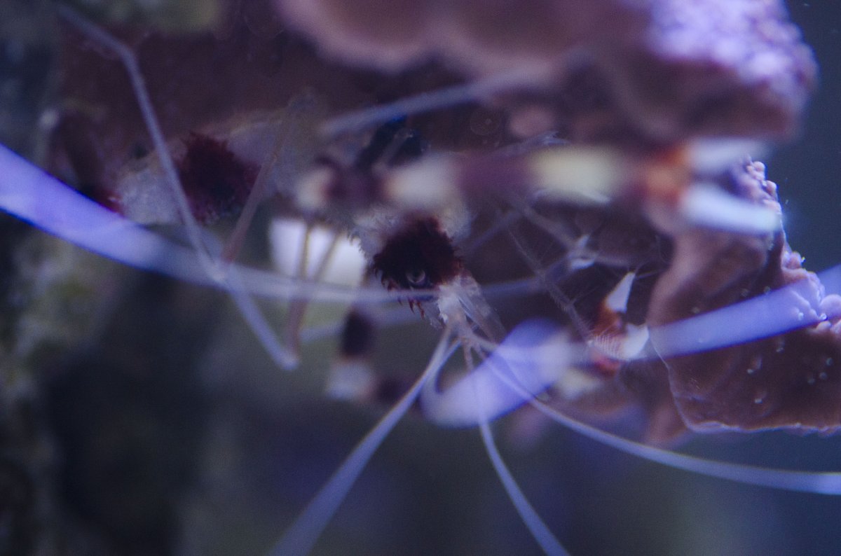 Coral Bannded Shrimp.jpg