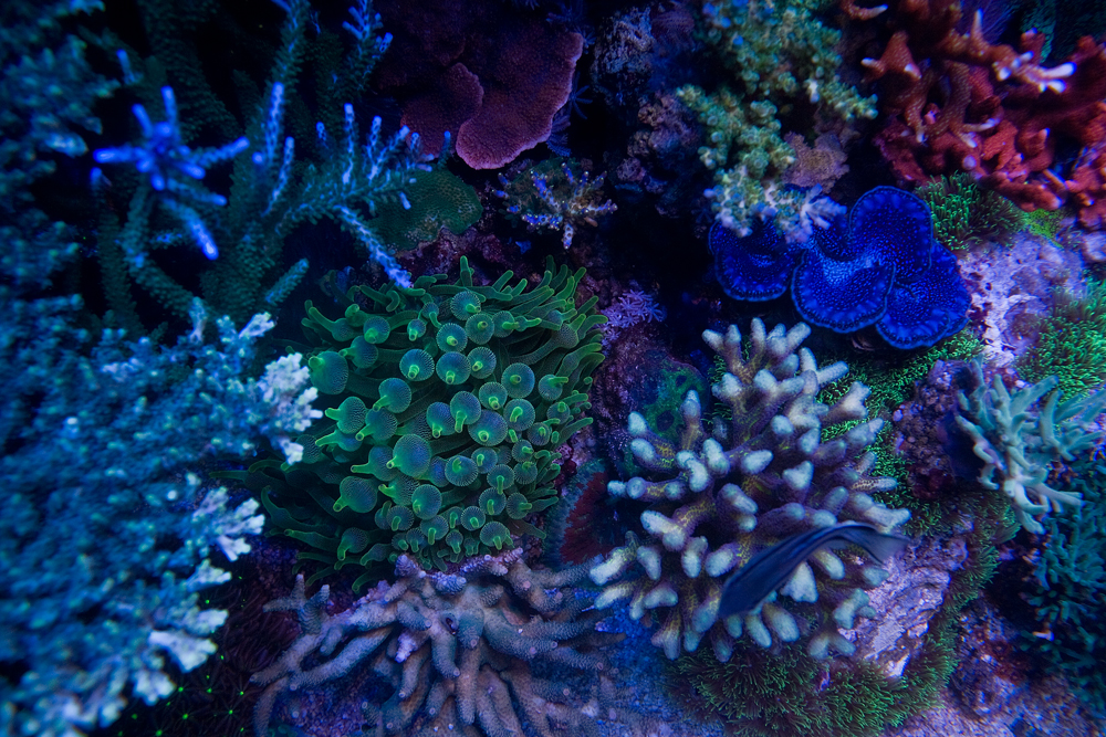 coral behavior2 swannyson7.jpg