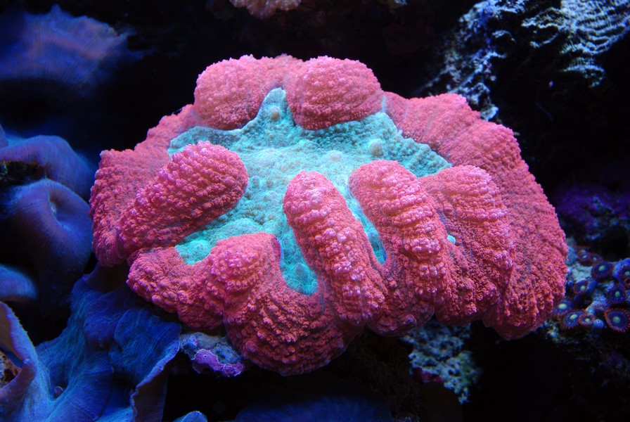 coral brain.jpg