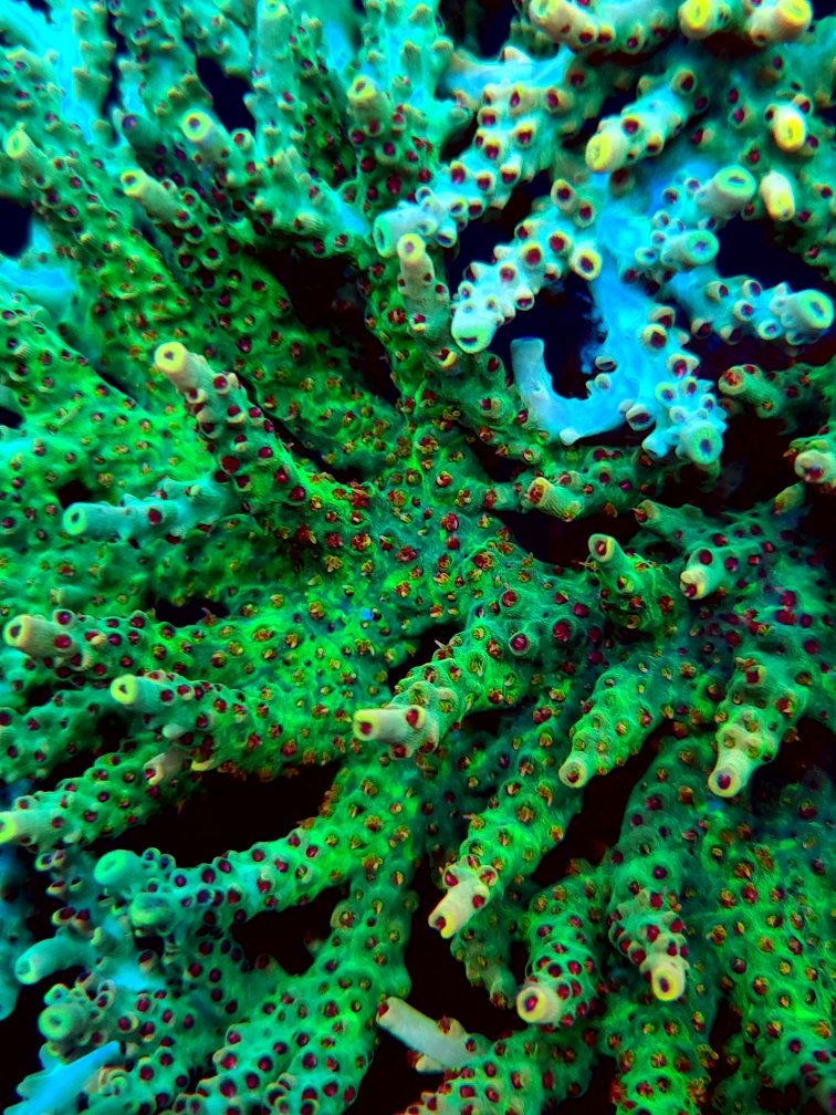 coral cerberus.jpg