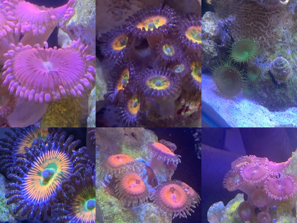 Coral Collage.jpg