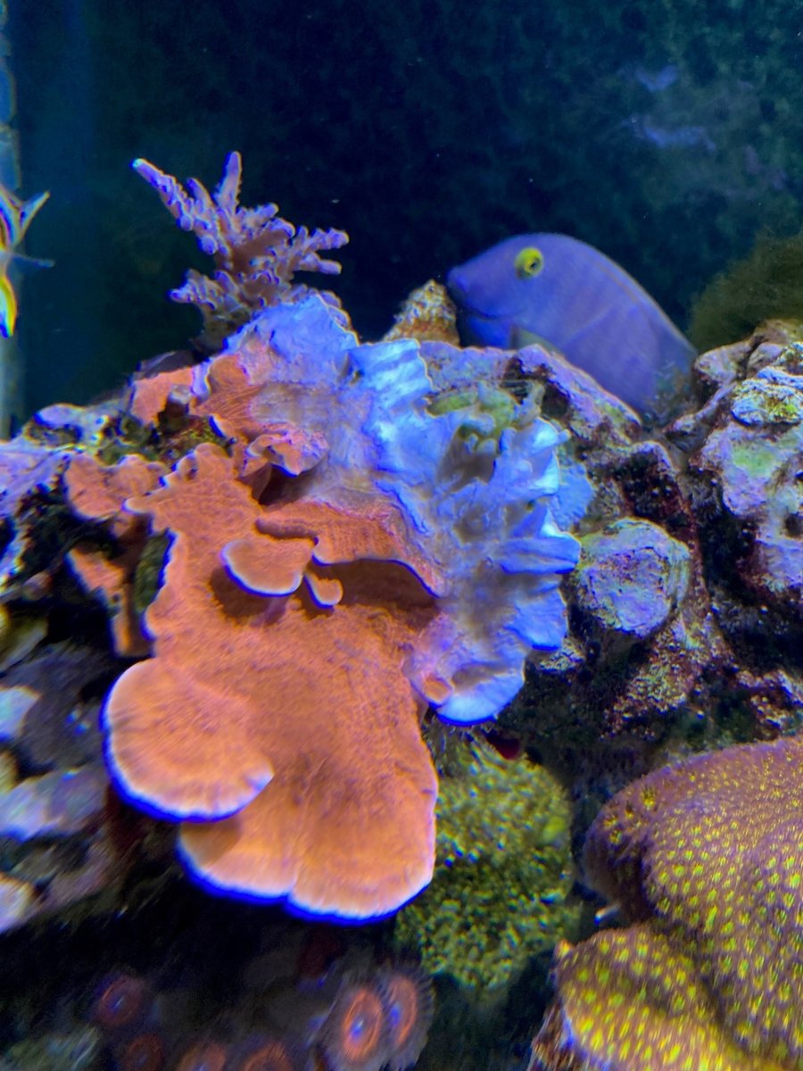 Coral Death.jpg