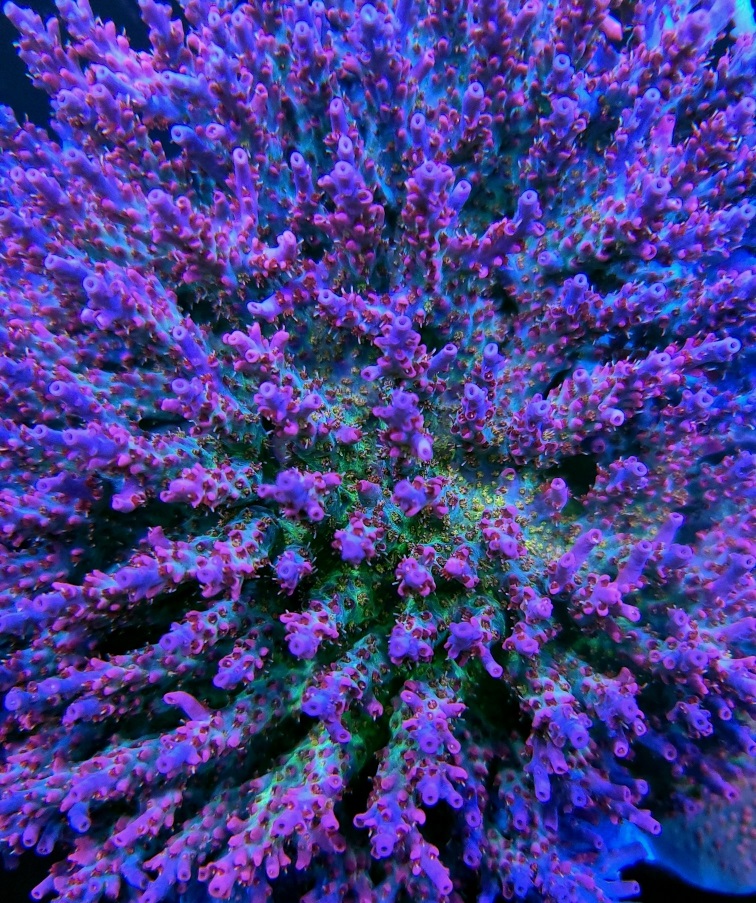 coral delight.jpg