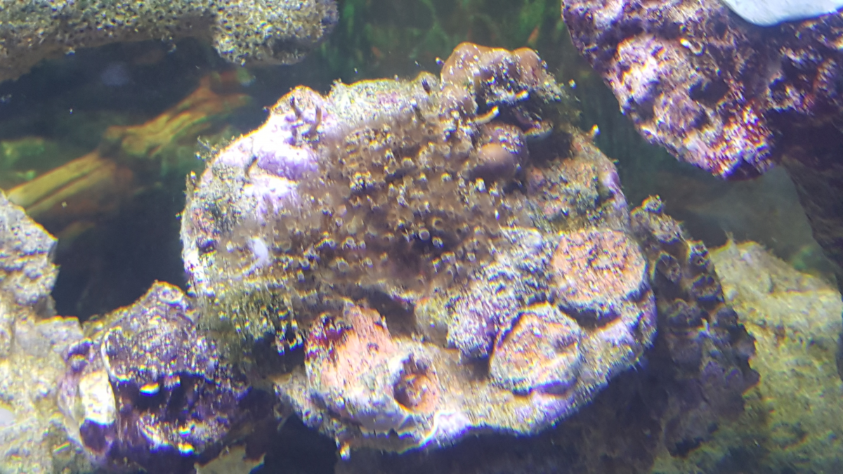 coral disk.png