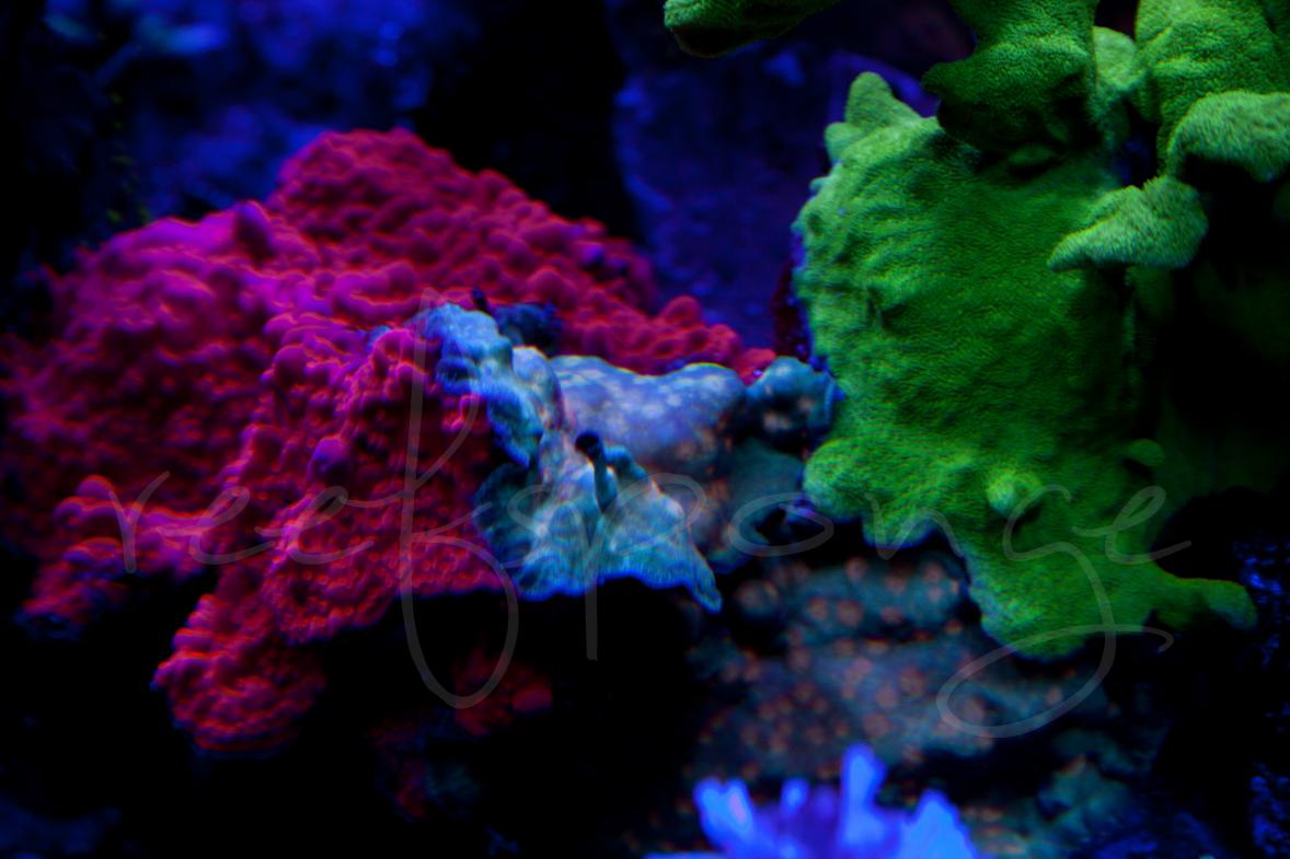 coral dominance.jpg