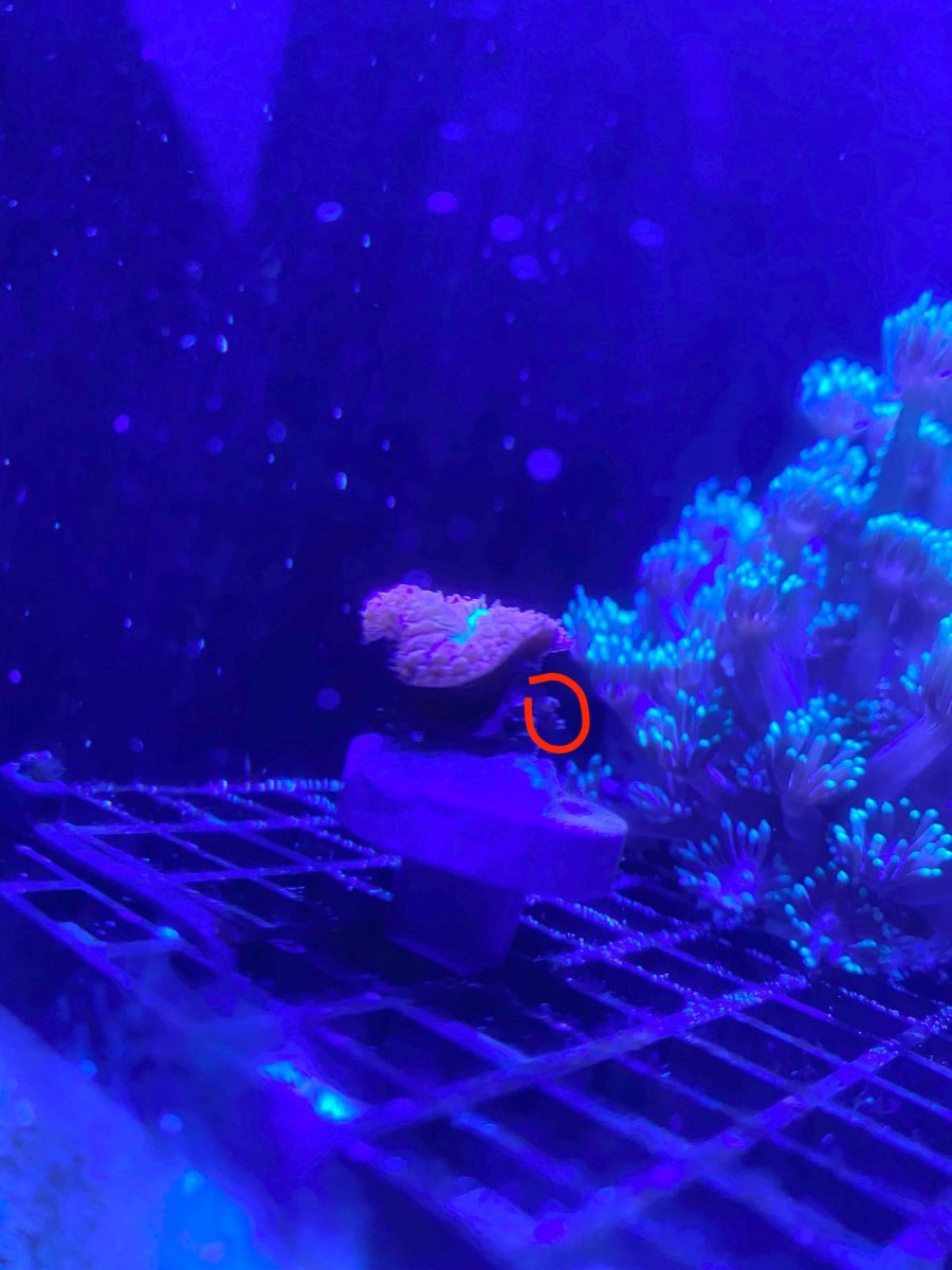 Coral Eggs ID.jpg