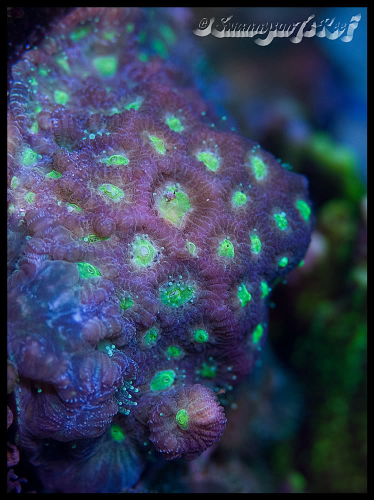 coral favia2.jpg