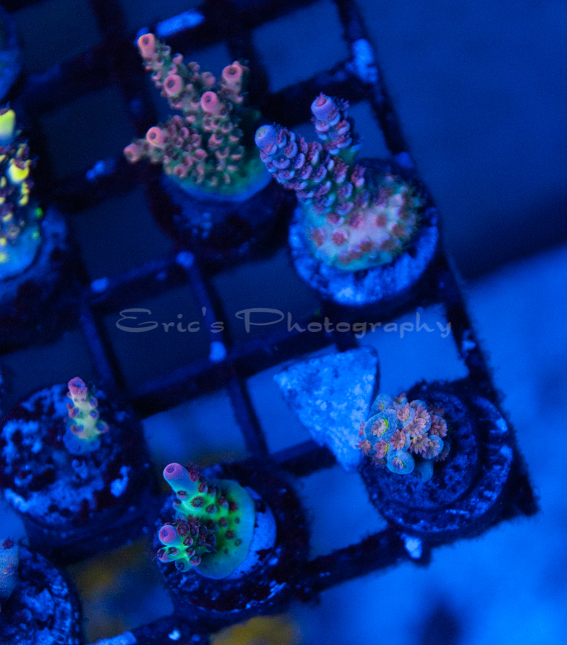 Coral Frags 08-14-2021-16.jpg