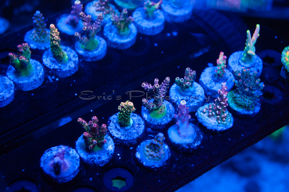 Coral Frags 08-14-2021-21.jpg