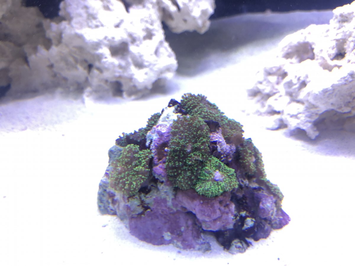 Coral from Petco 02152018.jpg