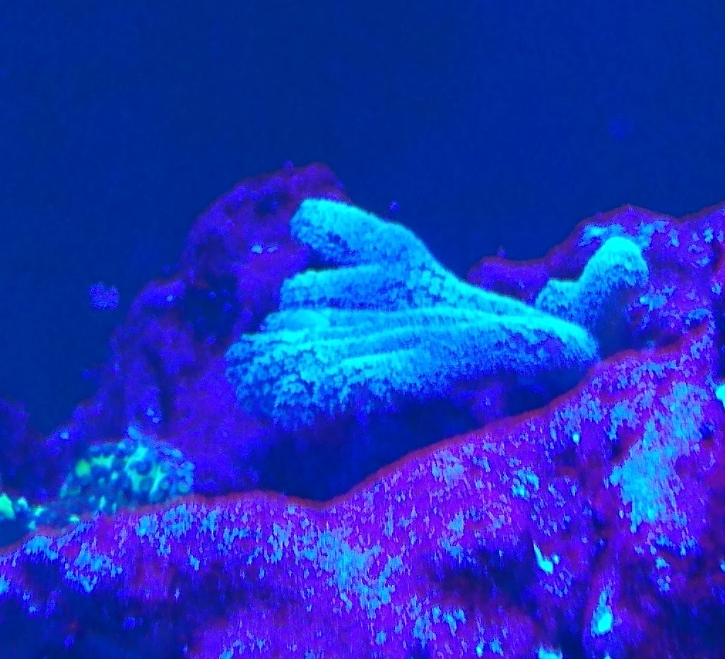 Coral Growing Sideways no filter.jpg