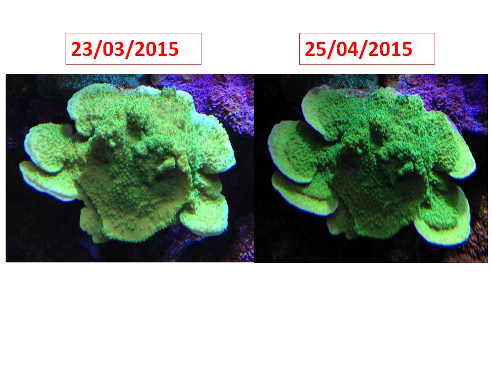 Coral growth comparisons.jpg