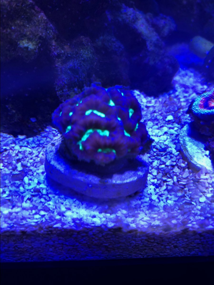 Coral ID.jpeg