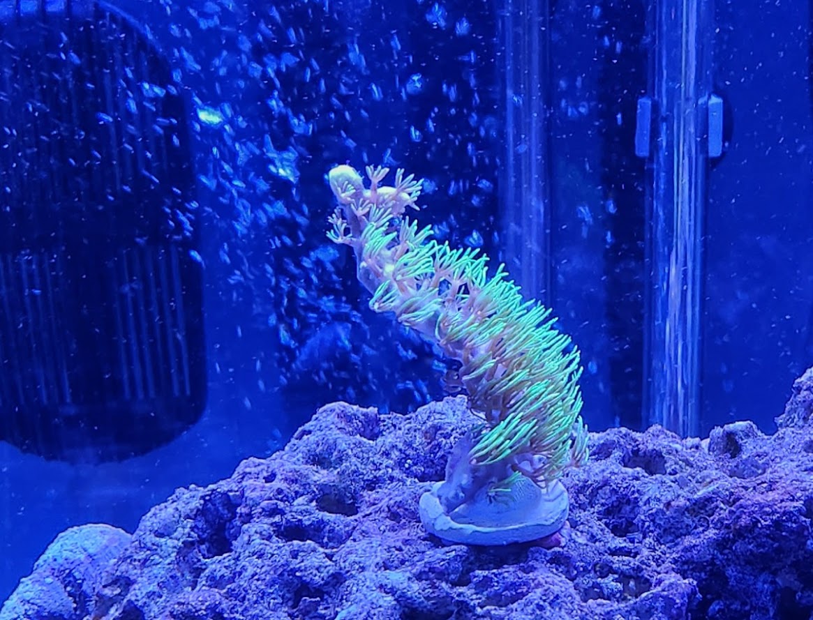 coral ID.jpg