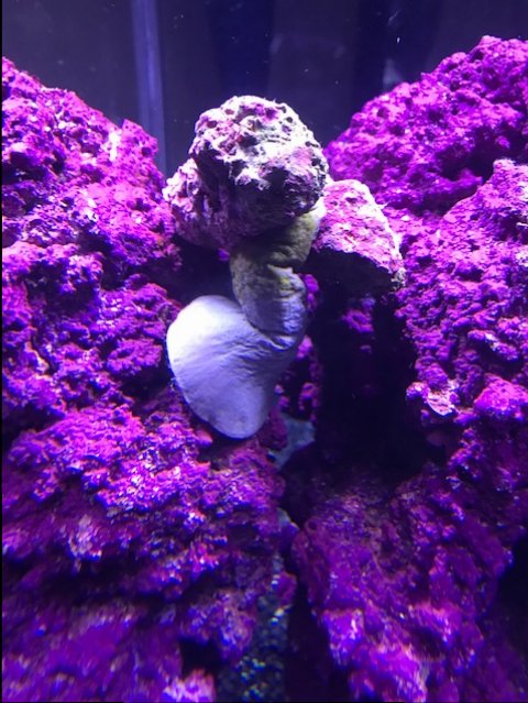 coral.jpeg