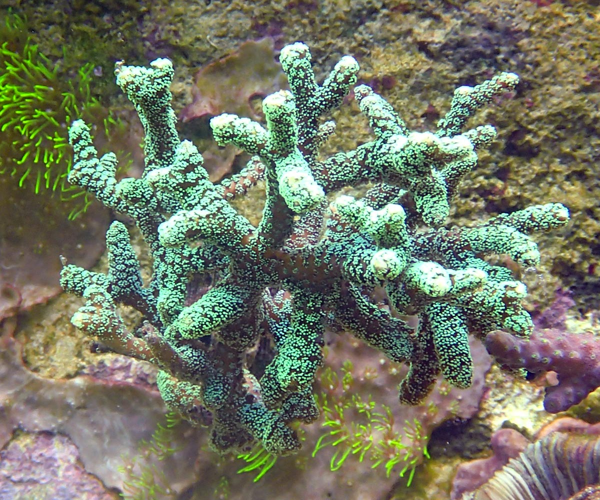 coral.jpg