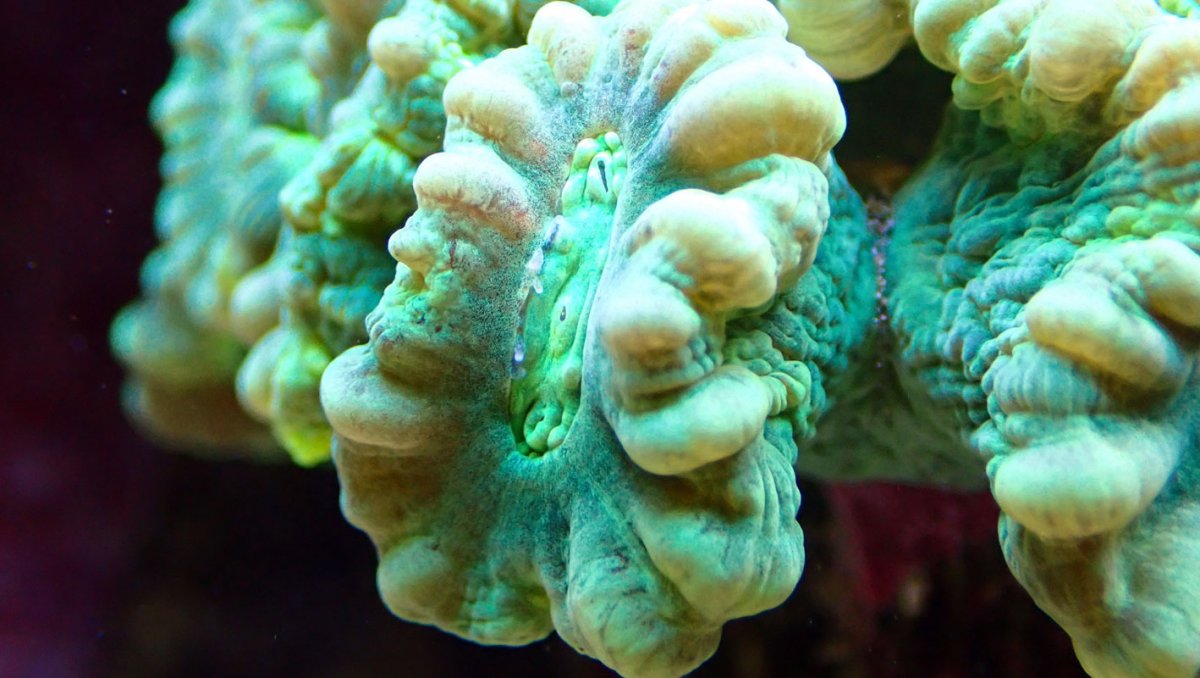 coral.jpg