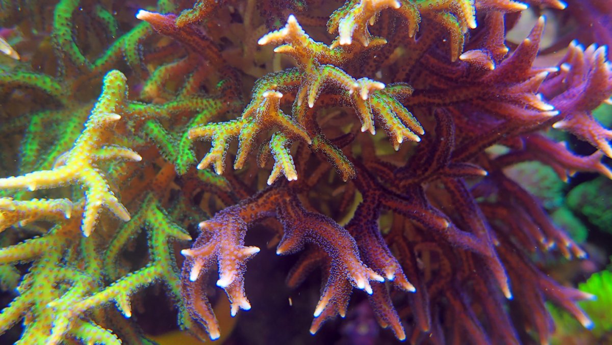 coral.jpg