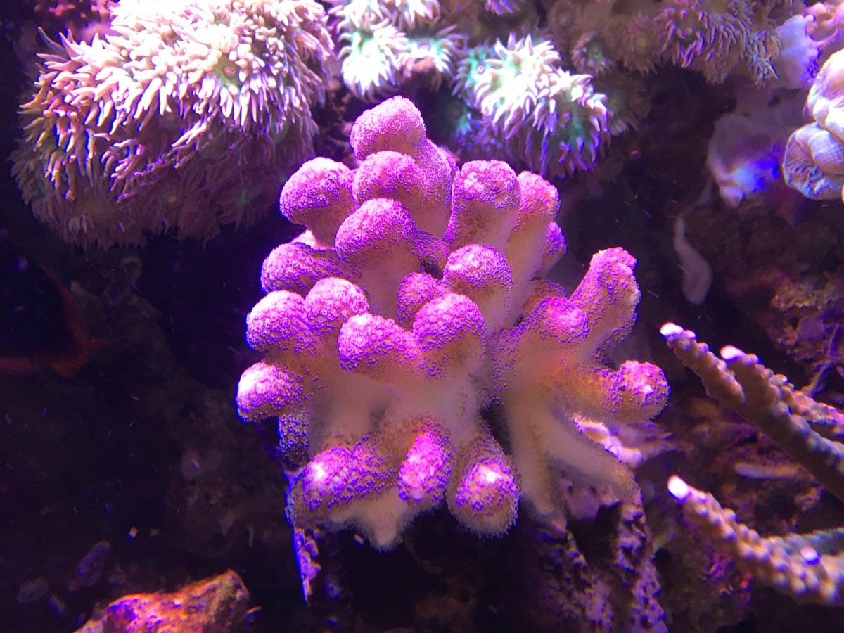 coral.JPG