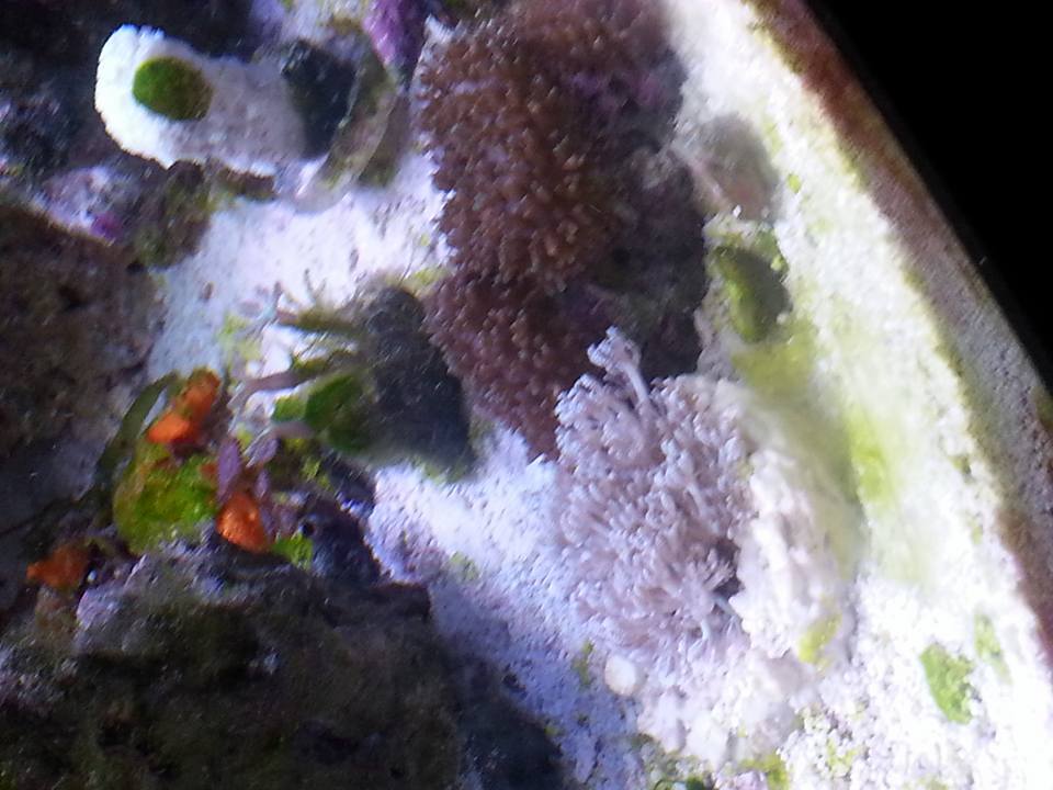 Coral.jpg