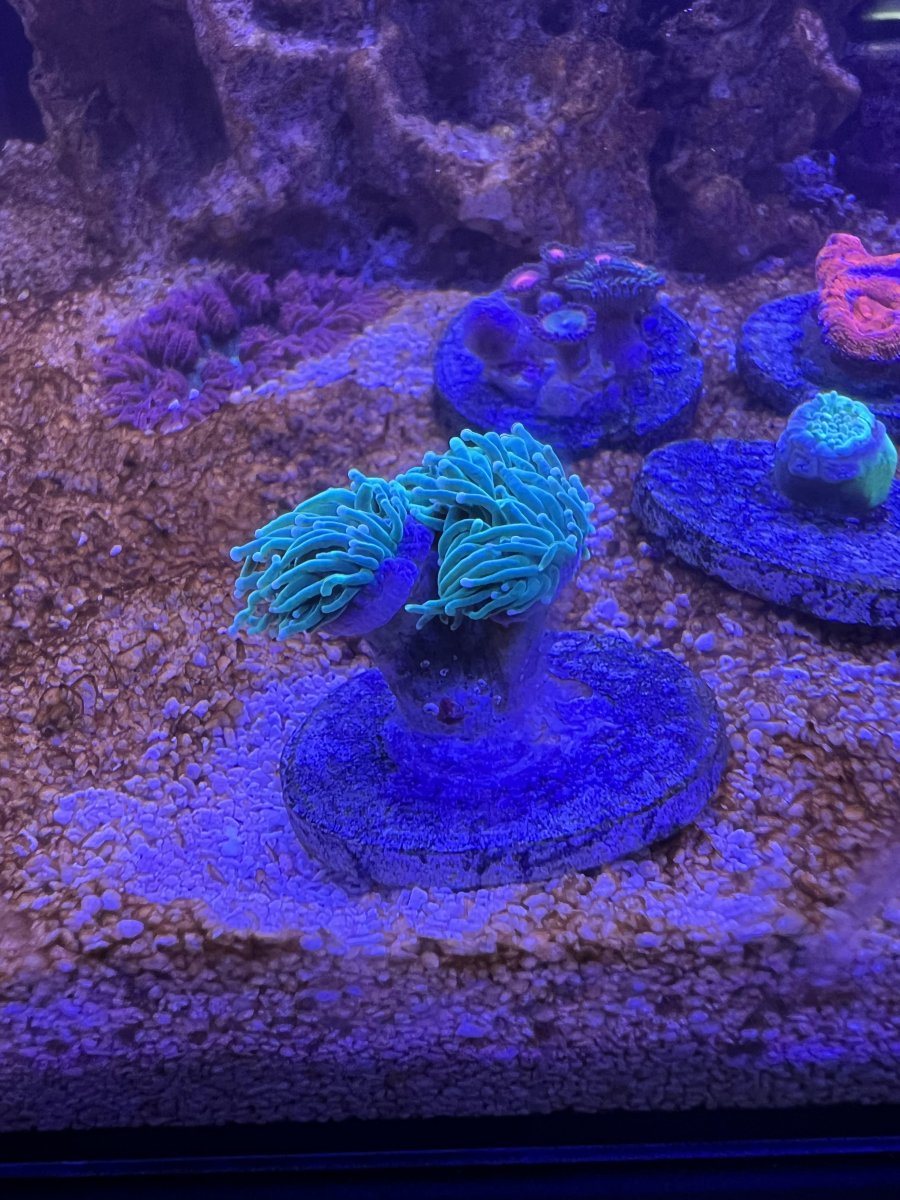 coral.jpg