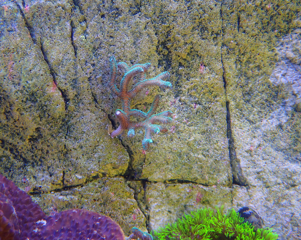 coral.jpg