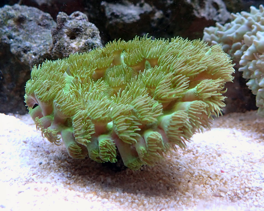 coral.jpg