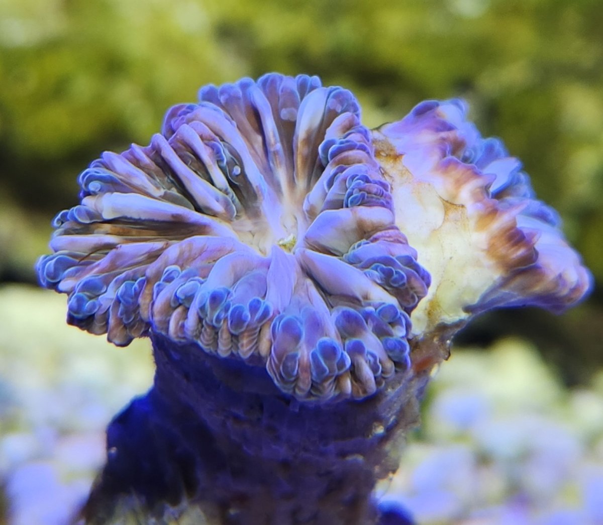 coral.jpg