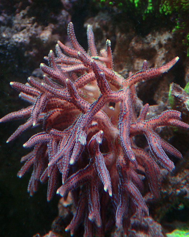 coral-jpg.447881