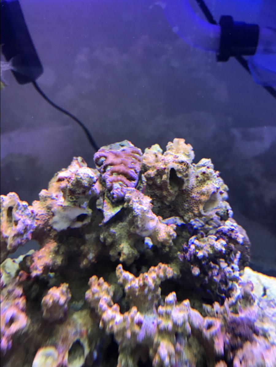 coral.JPG