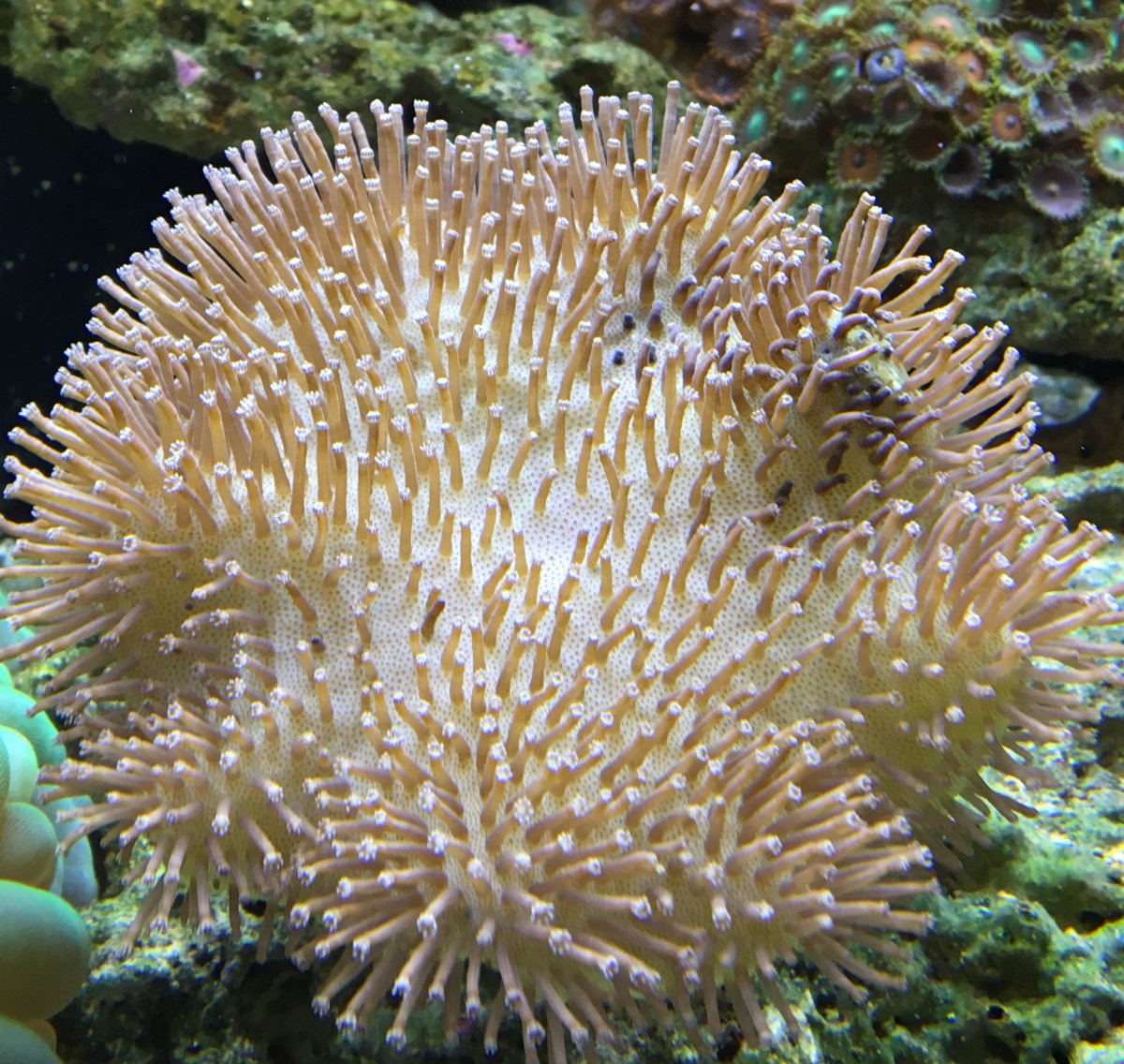 Coral.jpg