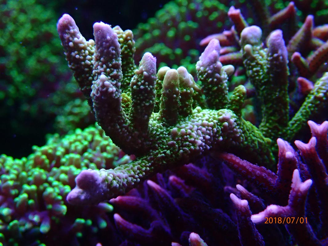 coral.jpg