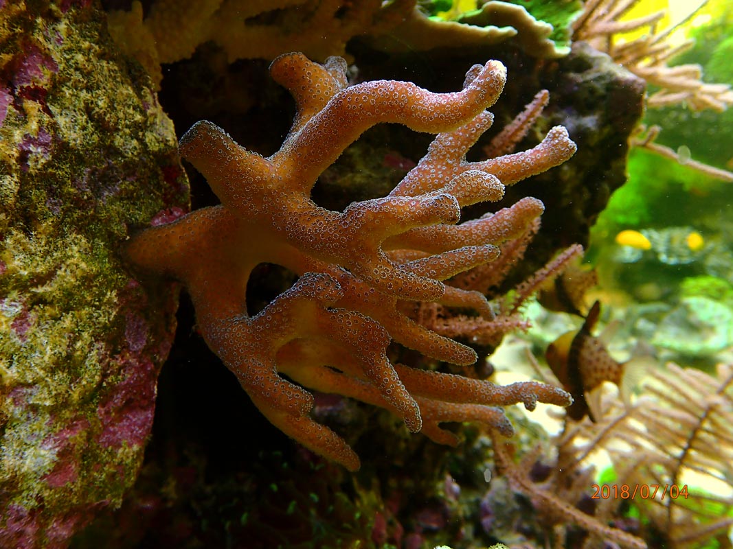 coral.jpg