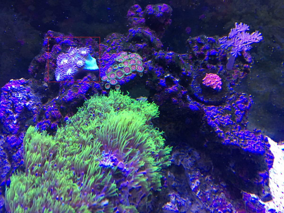 Coral.jpg