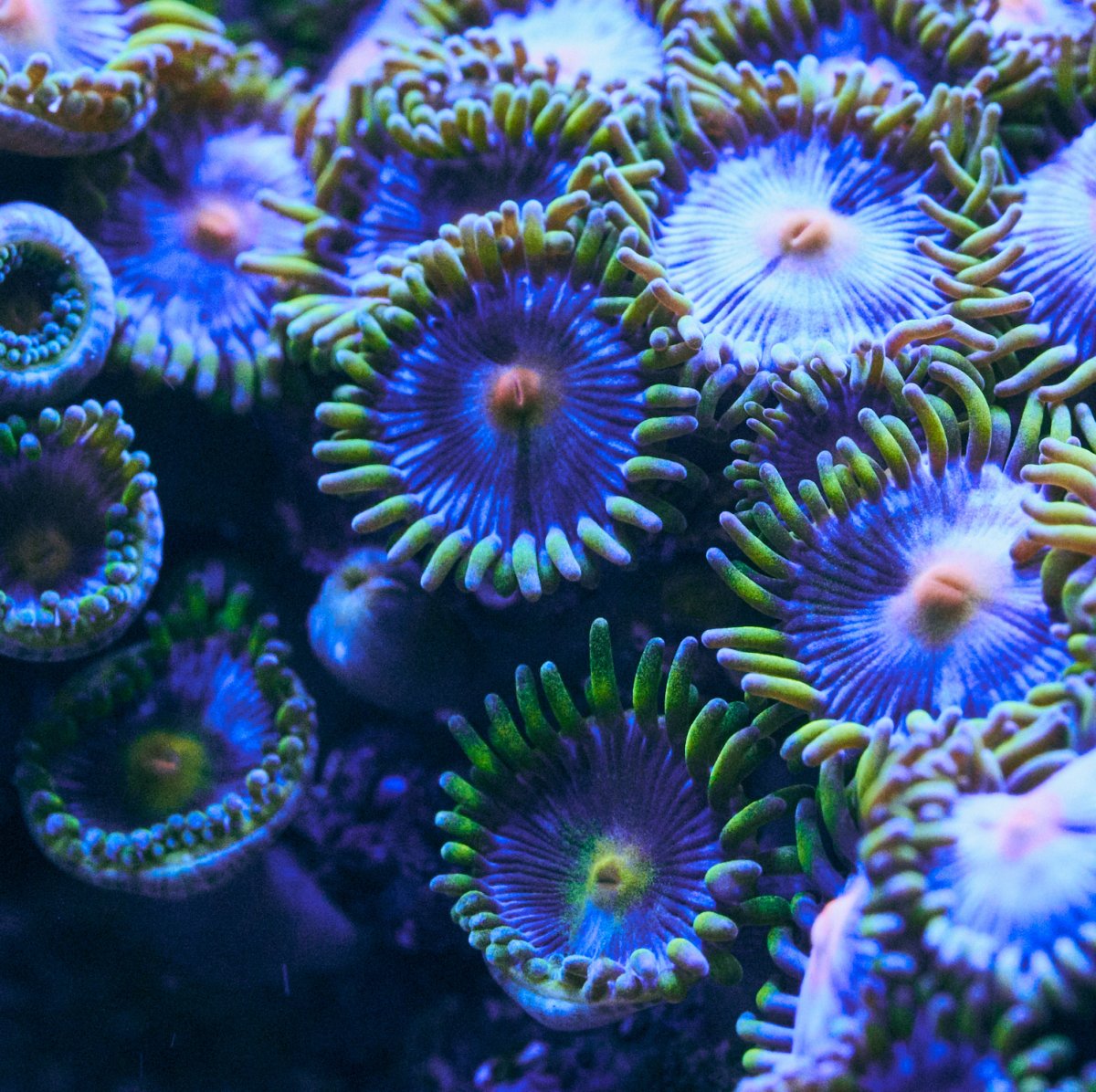 Coral-July-639.jpg