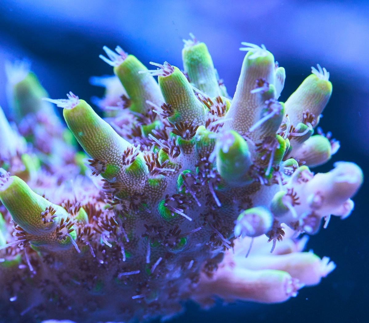 Coral-July-640.jpg