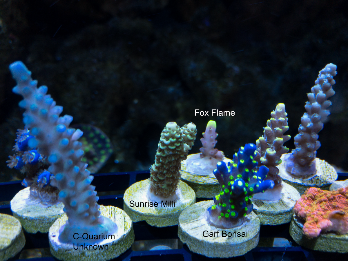 Coral Lineup 3.png