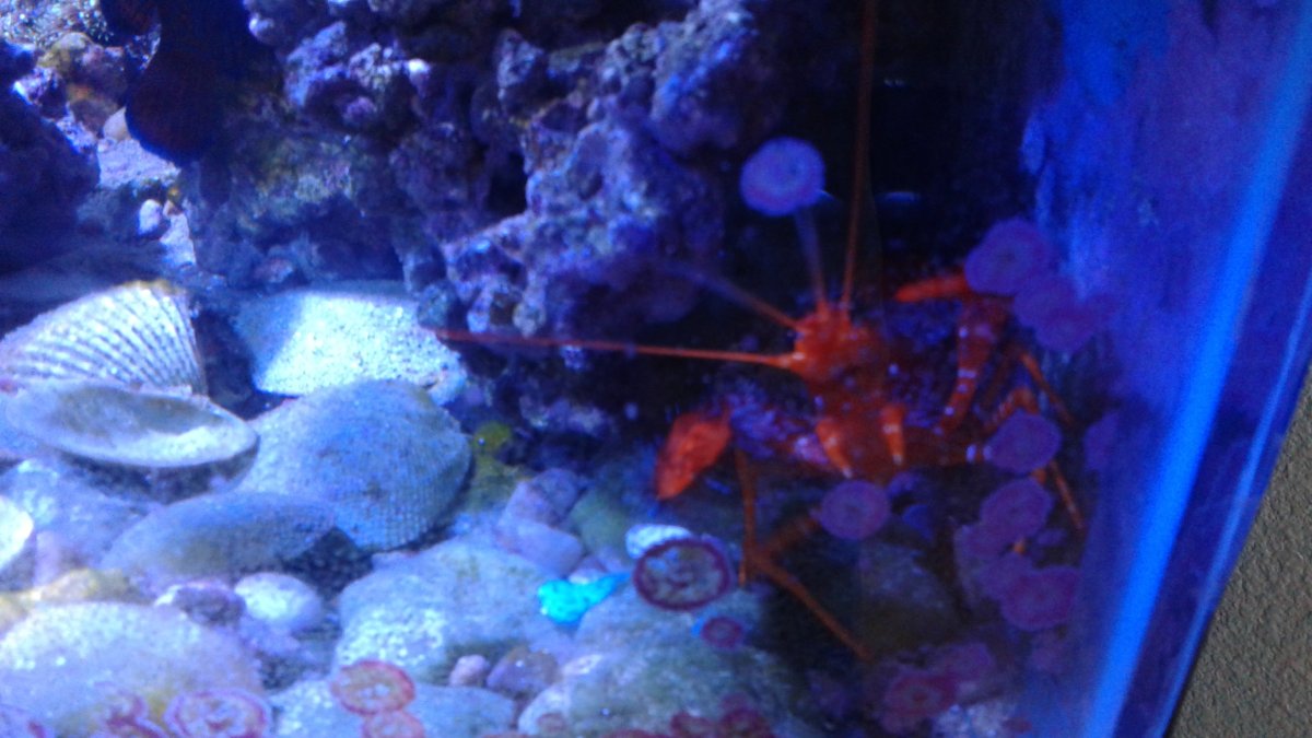 Coral Lobster.jpg