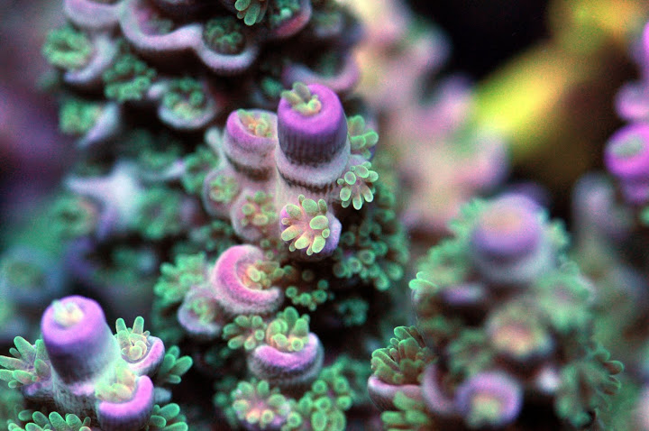 coral macro1.jpg