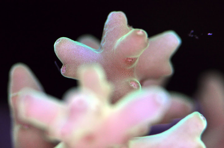 coral macro7.jpg